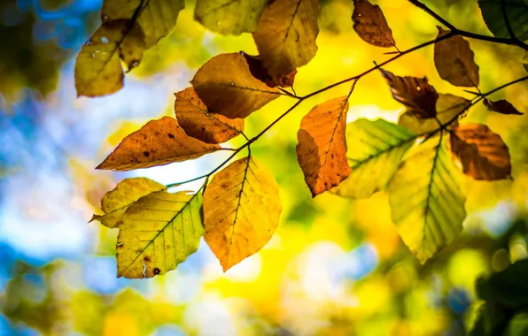 Картинка осень, небо, листья, ветка