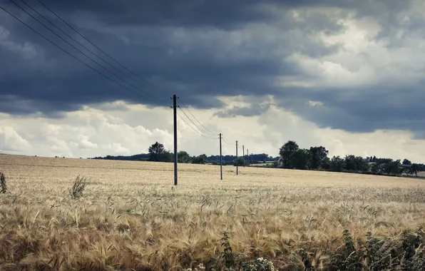 Barley Field, Northrhine-Westphalia, Märkischer Kreis, Ostsümmern