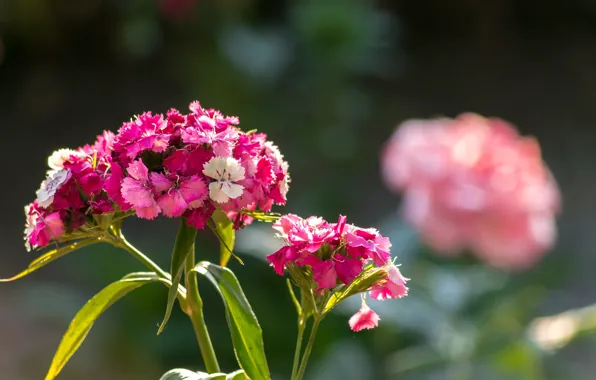 Картинка Боке, Pink flowers, Boke, Розовые цветы