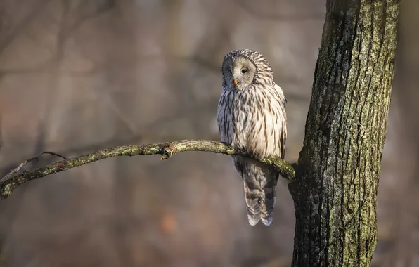Свет, фон, дерево, сова, птица, ветка, неясыть, уральская неясыть