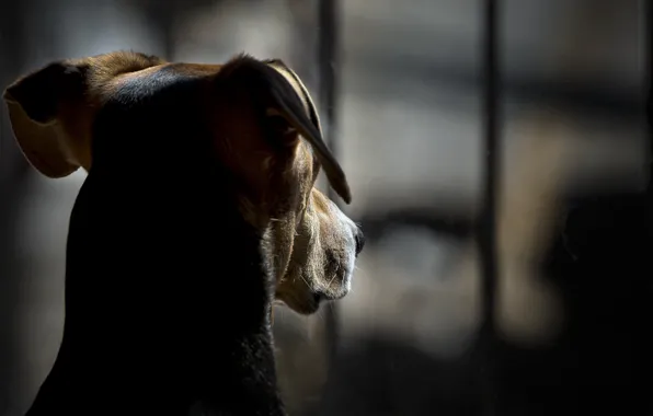 Друг, дома, собака