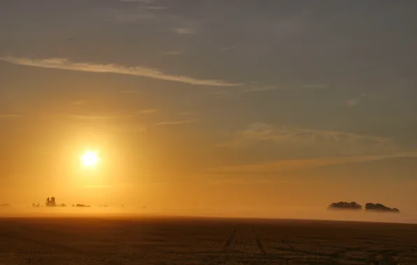 Поле, деревья, туман, восход, trees, field, fog, sunrise