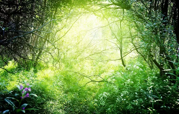 Картинка Природа, Лес, Зеленый, Свет, Light, Красиво, Nature, Beautiful