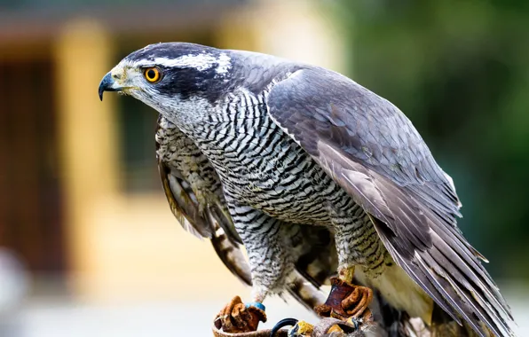 Goshawk, Ястреб-тетеревятник, вид хищных птиц