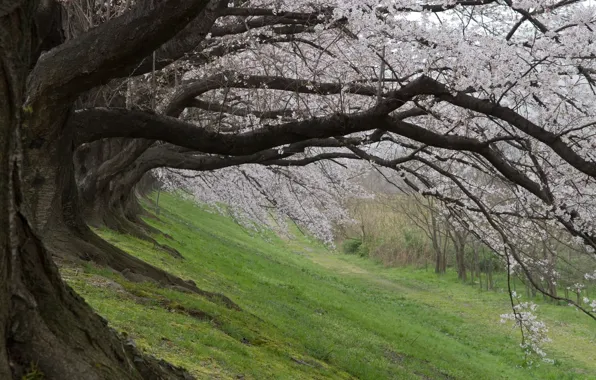 Картинка весна, Япония, сакура, Japan, Cherry Blossoms, sakura, spring, цветущая вишня