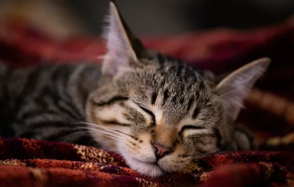 Картинка кошка, кот, морда, сон, портрет, спит