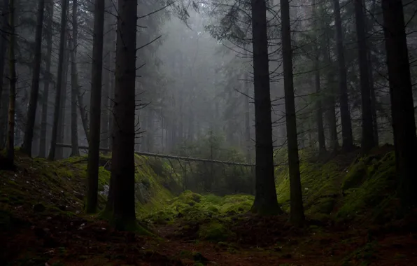 Картинка лес, деревья, природа, туман, мох