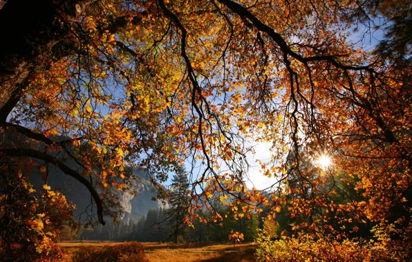 Картинка осень, листья, солнце, ветки, дерево, Природа