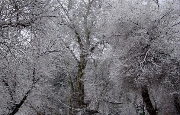 Snow, tree, iran, kermanshah, taq-bostan