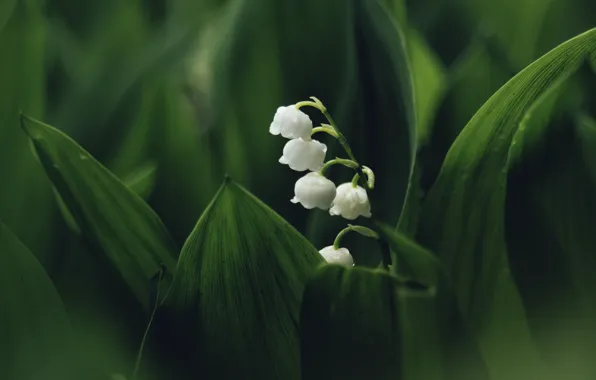 Цветы, весна, ландыши, ландыш