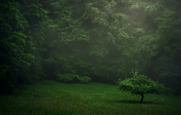 Картинка зелень, лес, лето, дождь, лужайка, деревце
