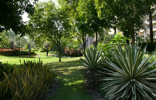 Природа, Nature, Tropical Garden, Тропический Сад
