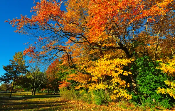 Картинка осень, лес, небо, трава, листья, деревья, парк