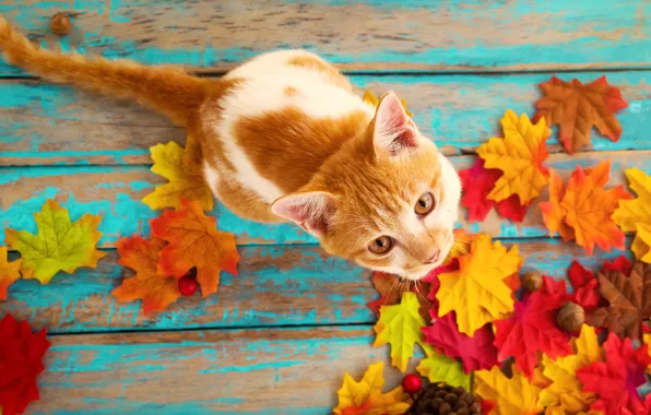 Картинка осень, кошка, листья, фон, дерево, colorful, vintage, wood