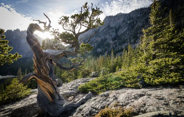 Картинка деревья, горы, парк, камни, скалы, Колорадо, США, лучи солнца
