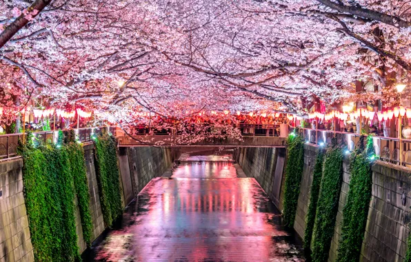 Вишня, весна, Япония, сакура, Japan, цветение, pink, blossom