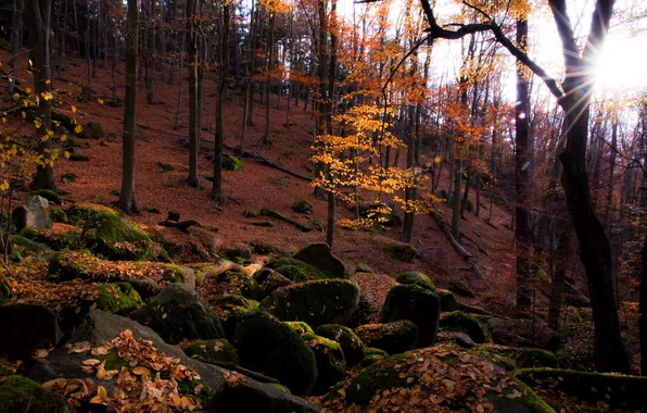 Картинка осень, лес, солнце, природа, камни, листва, мох