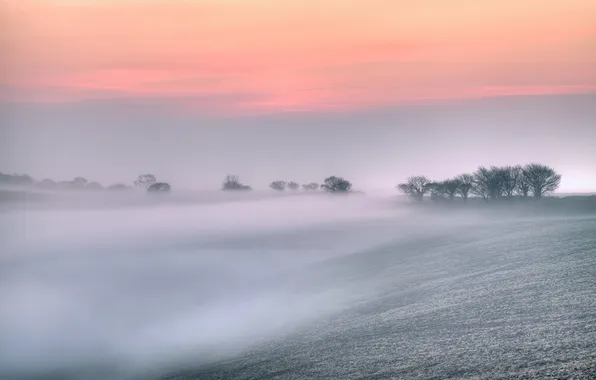 Картинка деревья, природа, туман, поля, весна, утро, Великобритания, заря