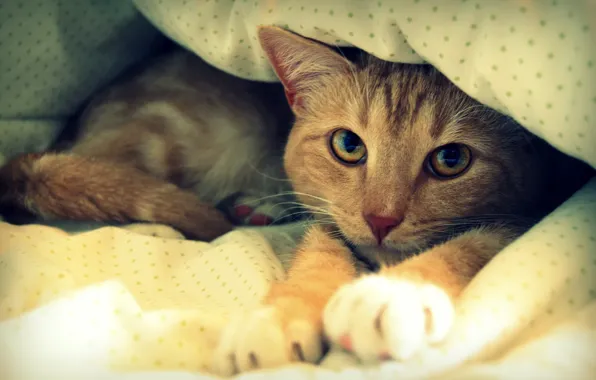 Кот, рыжий, постель, одеяло, отдыхает