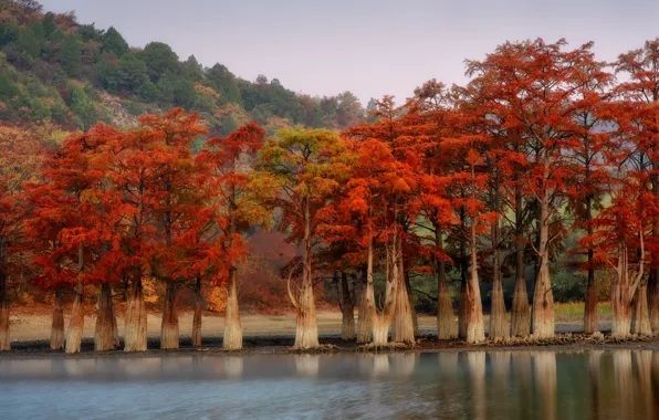 Картинка деревья, пейзаж, природа, пруд, кипарисы, Сукко, Кипарисовое озеро