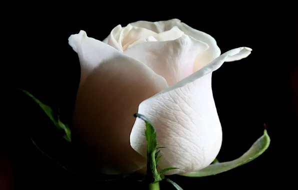 Картинка фон, роза, белая