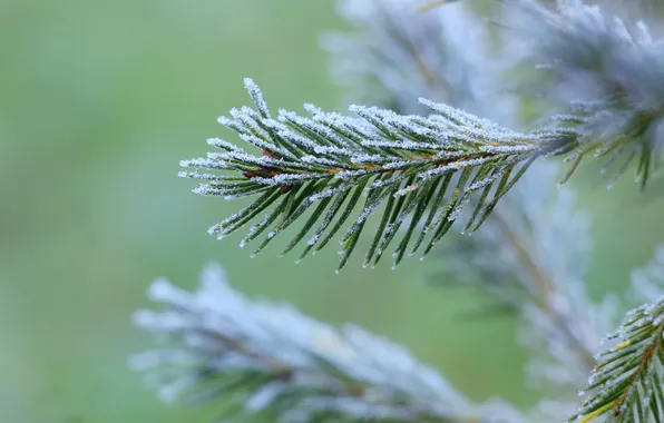 Winter, twig, hoarfrost
