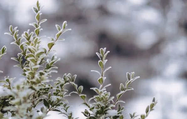 Зима, Куст, Растение, Лед, Мороз, Winter, Frost, Ice