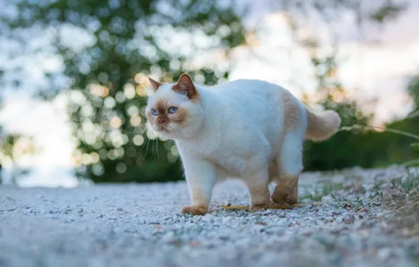Кошка, трава, кот, взгляд, морда, природа, галька, блики