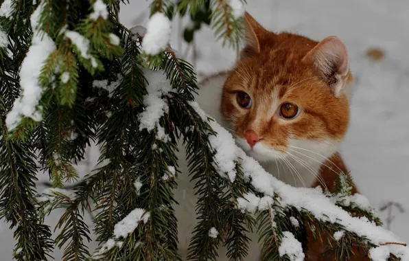 Картинка зима, кошка, кот, взгляд, снег, ветки, природа, в снегу