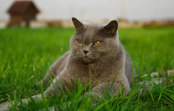 Кошка, кот, взгляд, природа, серый, лежит, британский