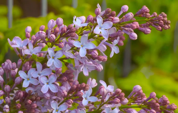 Flower, lilac, blooming