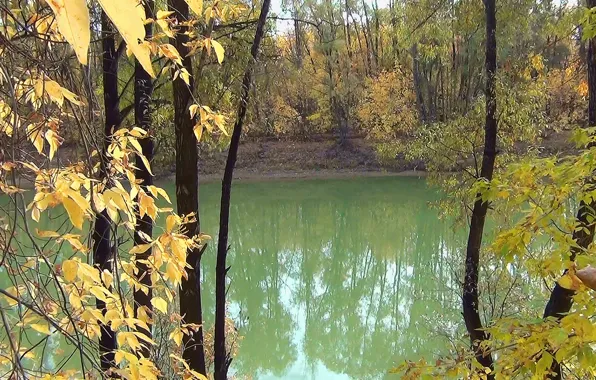 Лес, природа, река, листва, Осень