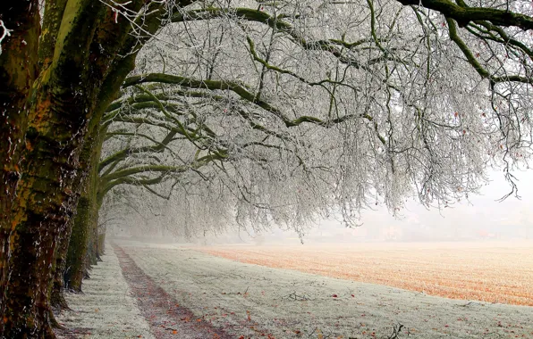 Зима, поле, лес, снег, деревья, пейзаж, природа, путь