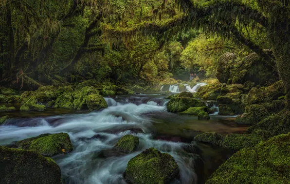 Картинка лес, река, камни, водопад, мох, Новая Зеландия, New Zealand, South Island