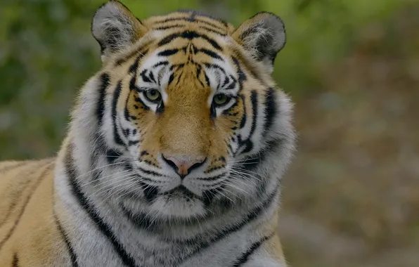 Nature, tiger, look, 8K