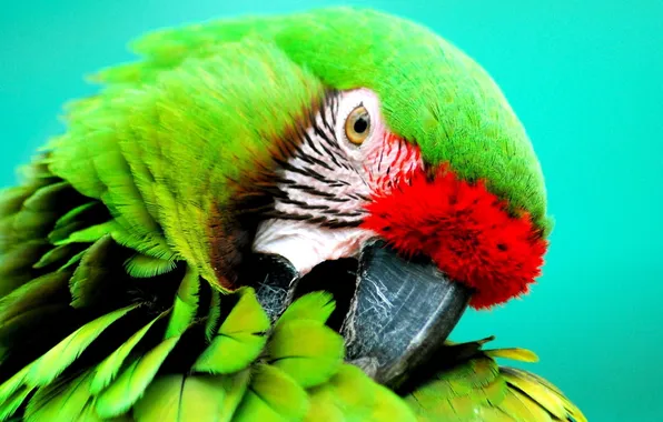 Картинка птица, Попугай, Солдатский ара