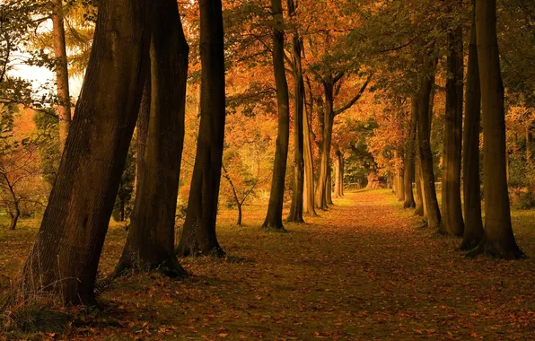Картинка осень, деревья, природа, листва, аллея
