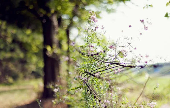 Summer, flowers, tree, fence, day, bokeh