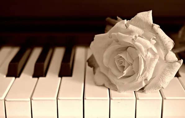 Картинка цветок, музыка, роза, пианино