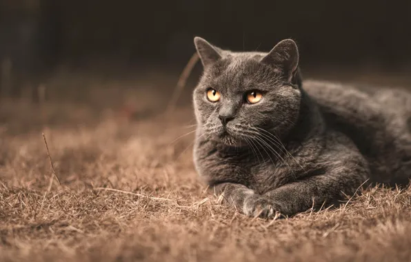 Кошка, кот, взгляд, темный фон, серый, портрет, сидит, британский