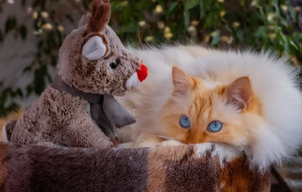 Кошка, кот, взгляд, поза, игрушка, олень, пушистый, рыжий