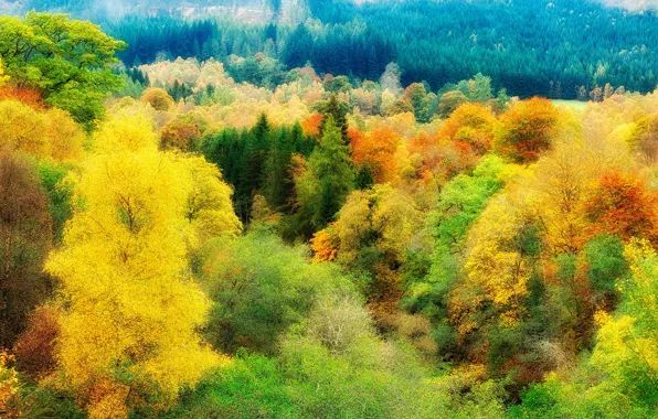 Осень, лес, цвета, деревья, красочно, верхушки