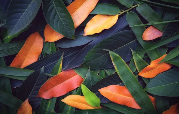 Картинка листья, фон, colorful, texture, background, leaves