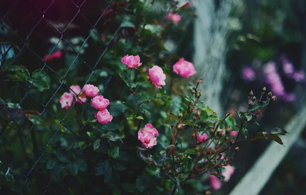 Цветы, куст, розы, ограда