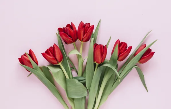 Картинка цветы, тюльпаны, красные, red, flowers, tulips