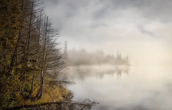 Картинка лес, туман, озеро