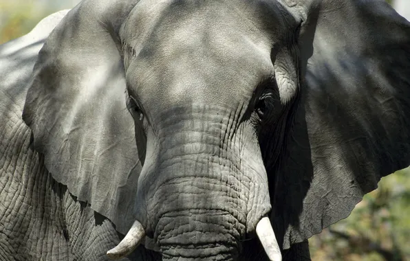Слон, уши, хобот