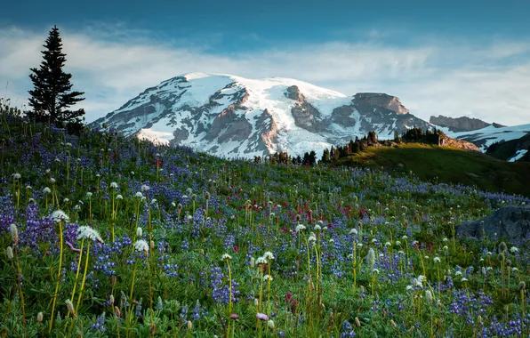 Картинка трава, цветы, горы, ледник, луг, США, Mt Rainier National Park