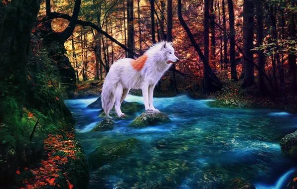 Картинка осень, лес, река, альбинос, белый волк