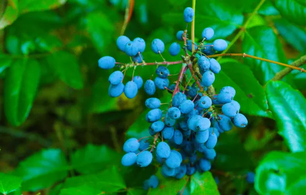 Blue, fruit, leaf, twig